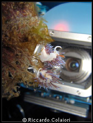 Taking a shoot of Nudi's with Canon Powershot. by Riccardo Colaiori 